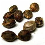 Семена марихуаны АК-47  (Seeds AK-47) в Раменском